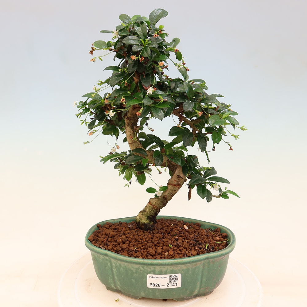 Zimmer-Bonsai - Carmona macrophylla - Tee-Fuki