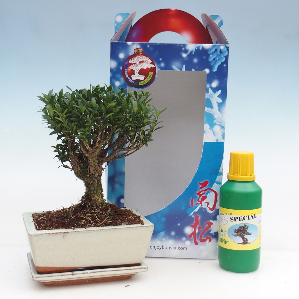 Zimmerbonsai im Geschenkkarton Buxus harlandii - Korkbuxus