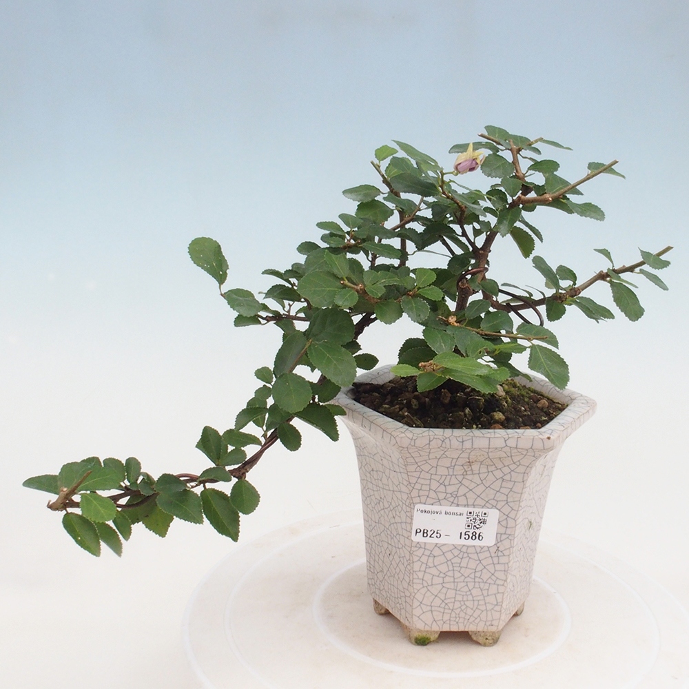Zimmerbonsai - Grewia occidentalis - Lavendelstern