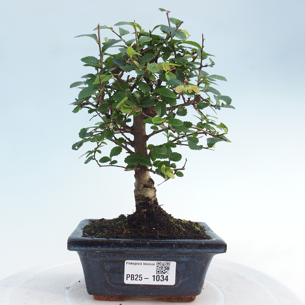 Zimmerbonsai - Ulmus parvifolia - Kleinblättrige Ulme