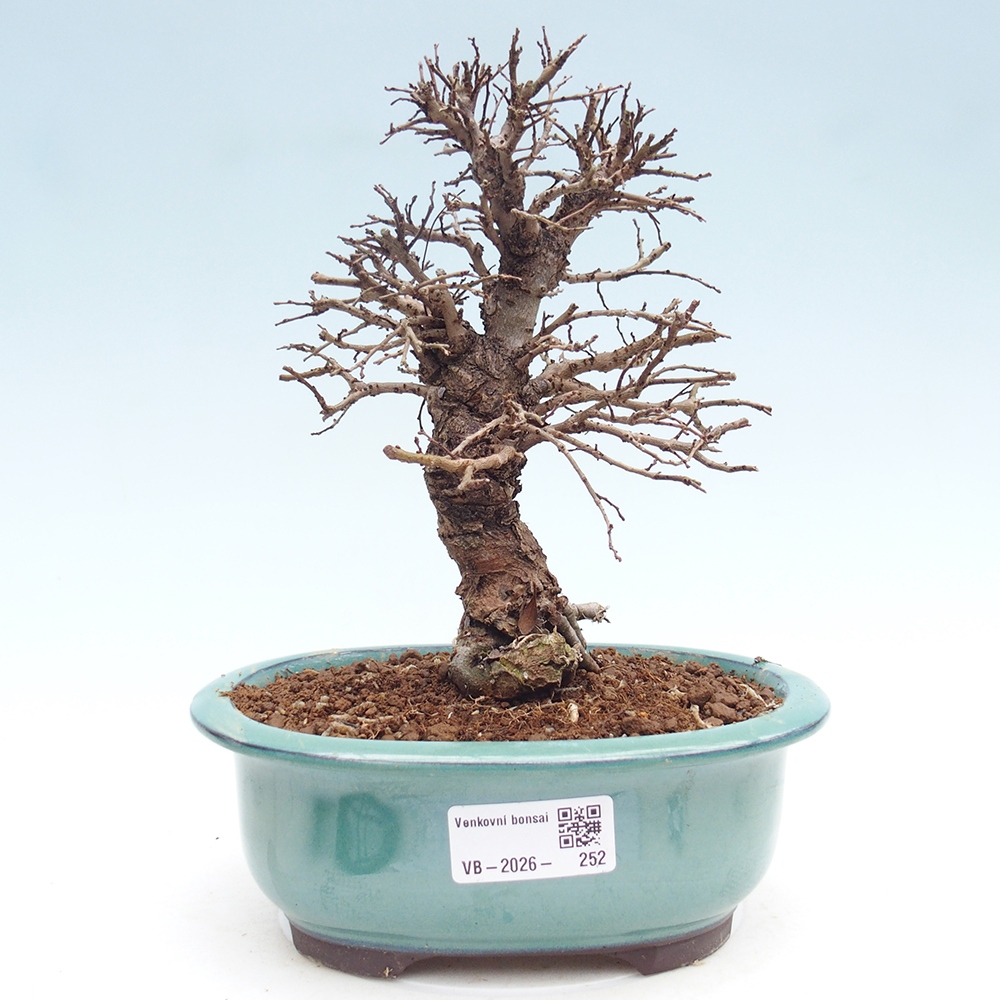 Bonsai für draußen - Zelkova - Zelkova NIRE