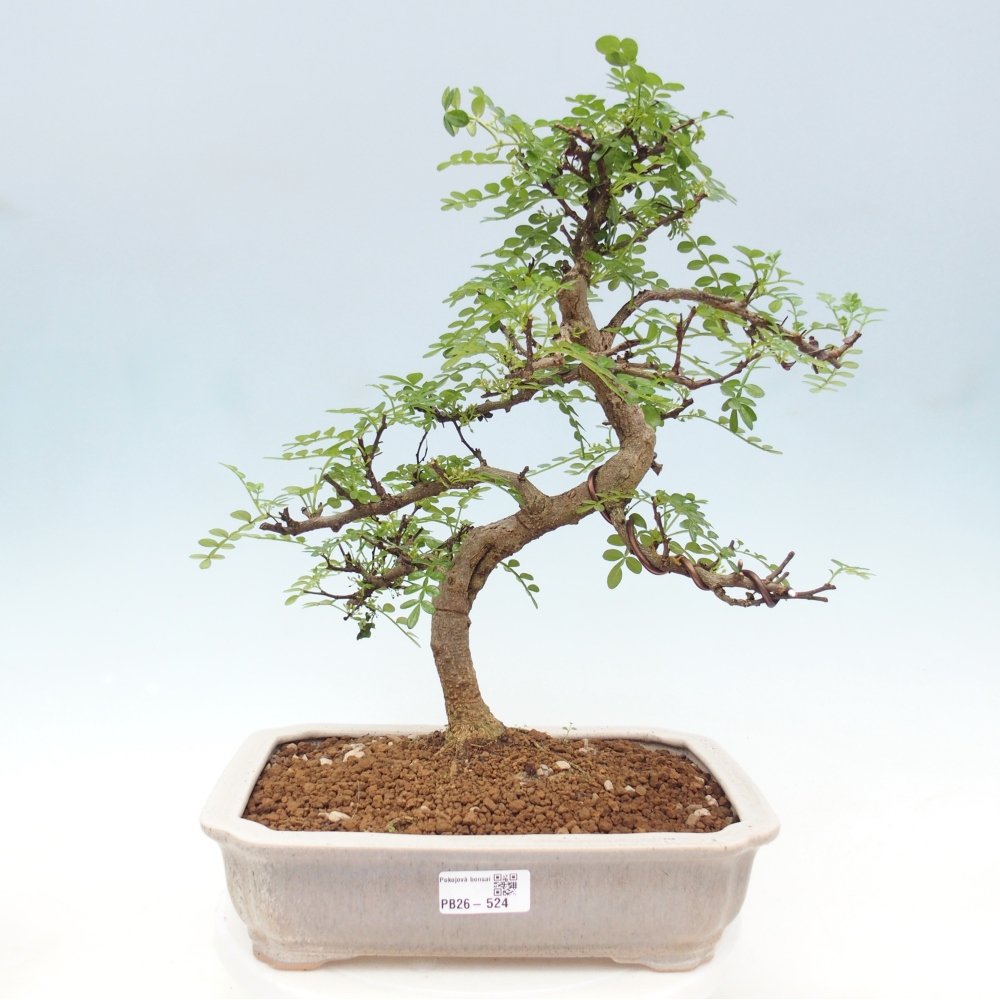 Zimmerbonsai - Zantoxylum piperitum - Pfefferbaum