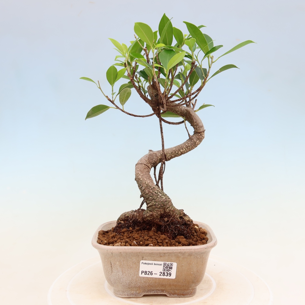 Zimmerbonsai - Ficus kimmen - Kleinblättriger Ficus