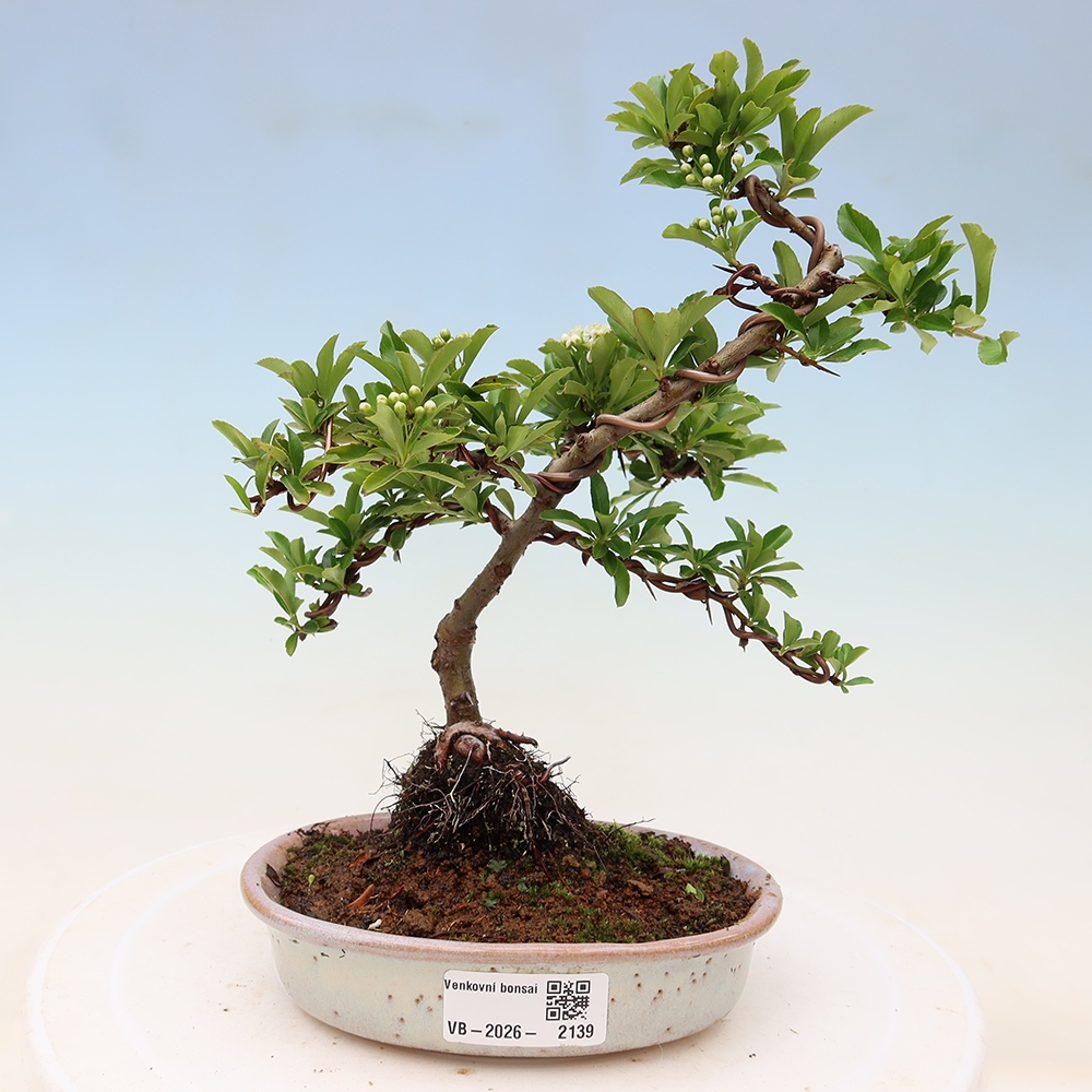 Bonsai für den Außenbereich – Pyracantha teton – Feuerdorn
