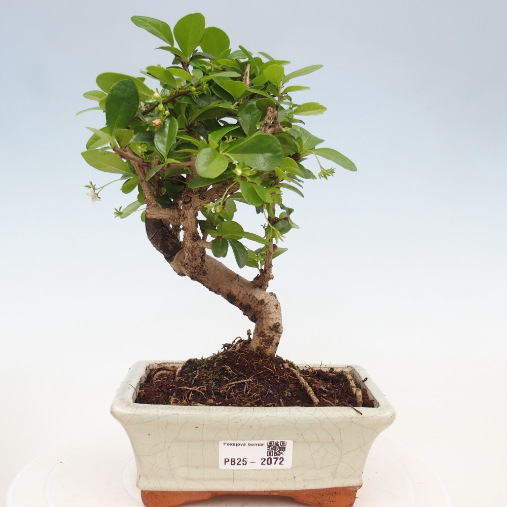 Zimmerbonsai - Carmona Macrophylla - Fuki-Tee