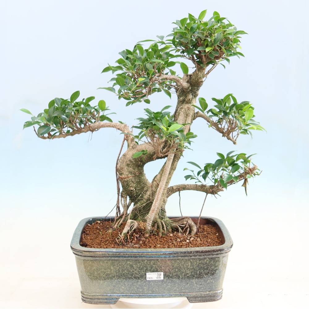 Zimmerbonsai - Ficus kimmen - Kleinblättriger Ficus