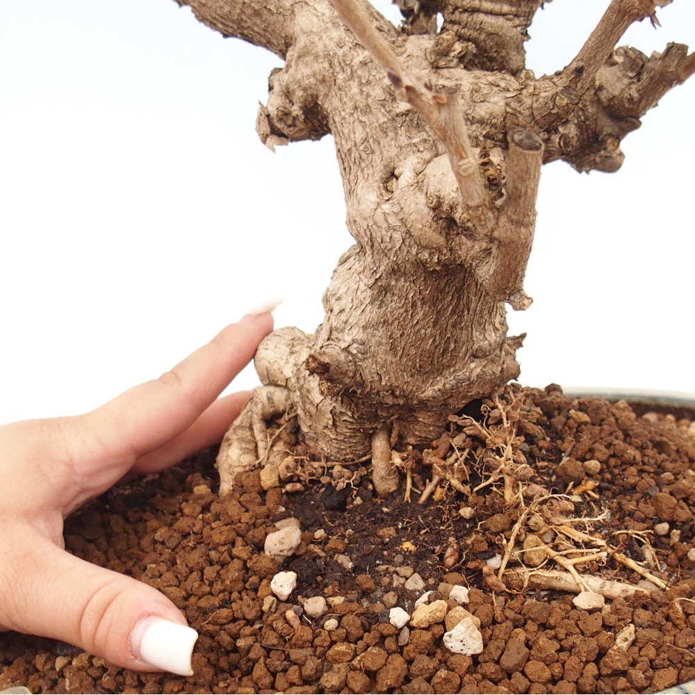 Bonsai für draußen - Vistaria - Glyzinie