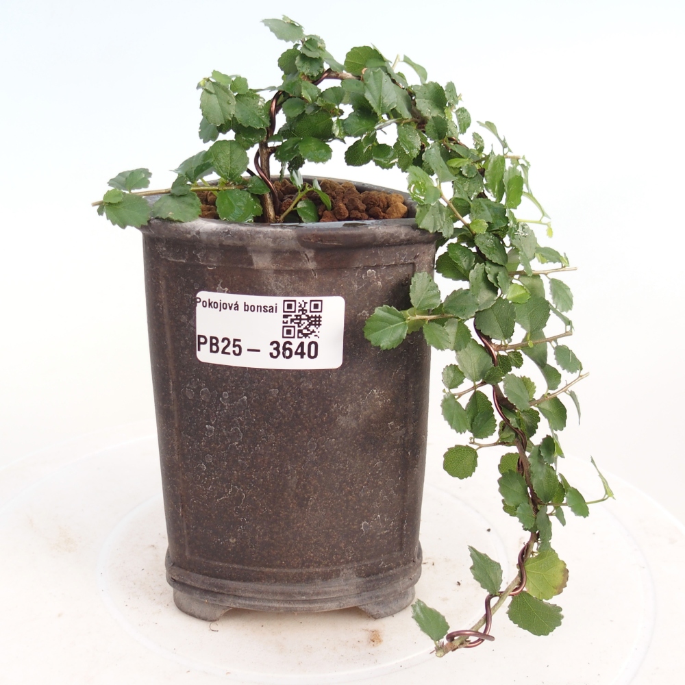 Zimmerbonsai - Grewia sp. - Grewia malafolia