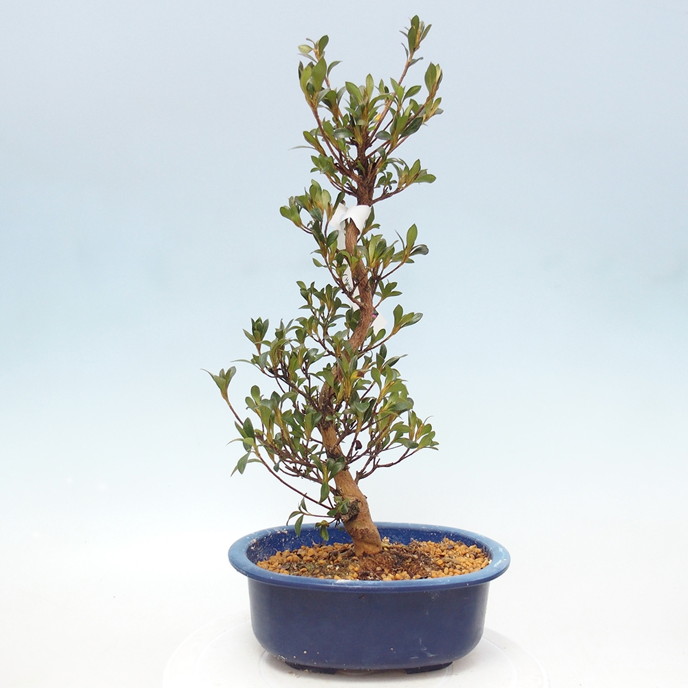 Bonsai für draußen - Japanische Azalee - Azalee HANABIN