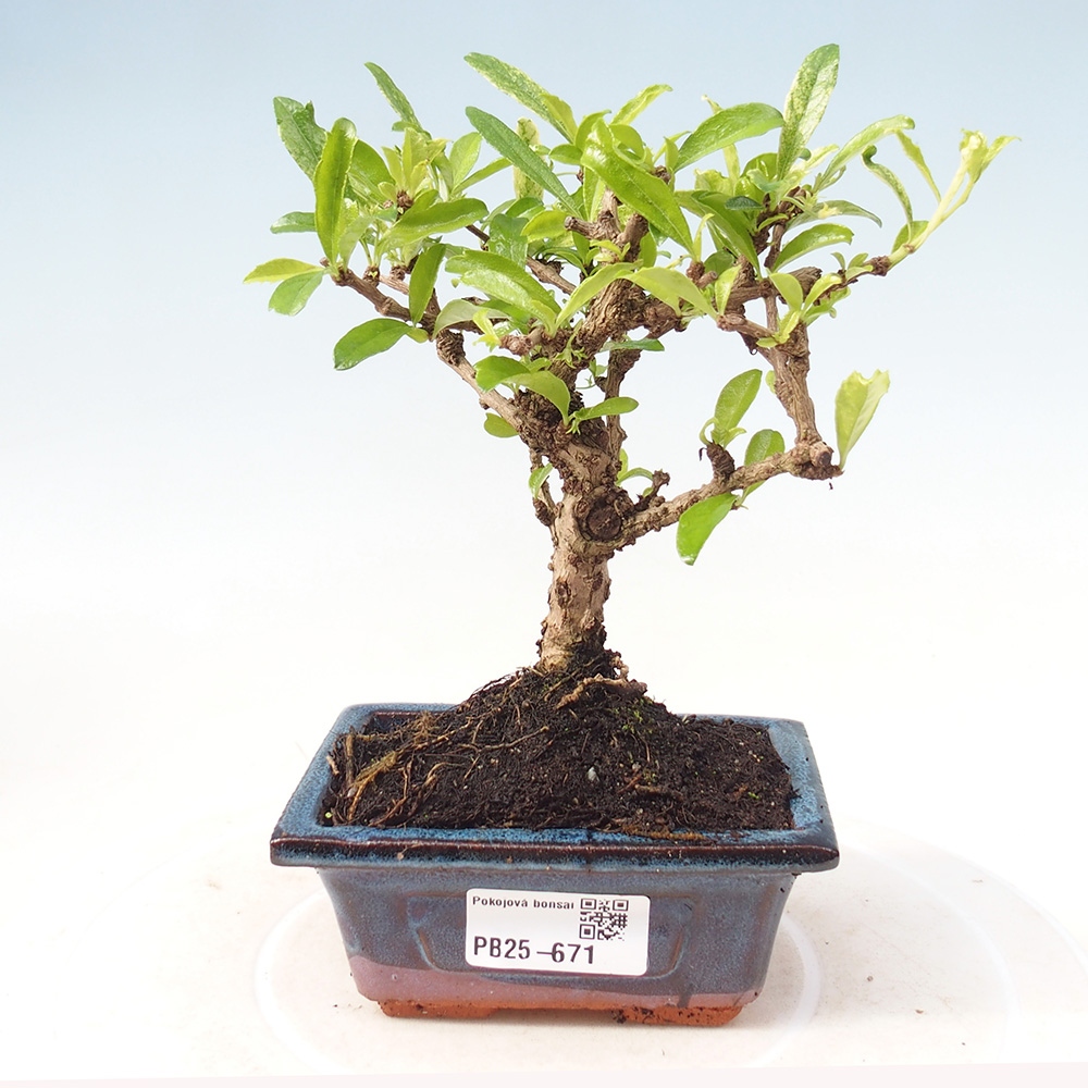 Zimmerbonsai - Carmona Macrophylla - Fuki-Tee