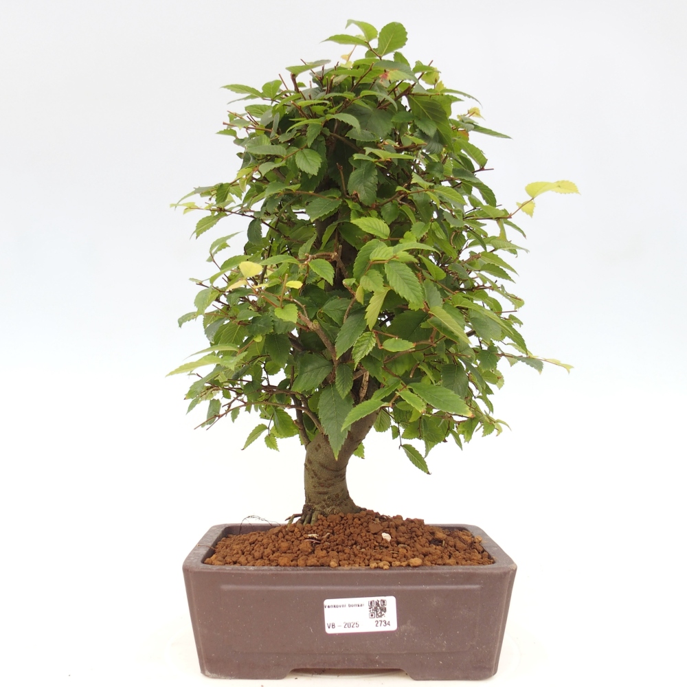 Bonsai im Freien - Zelkova - Zelkova serrata
