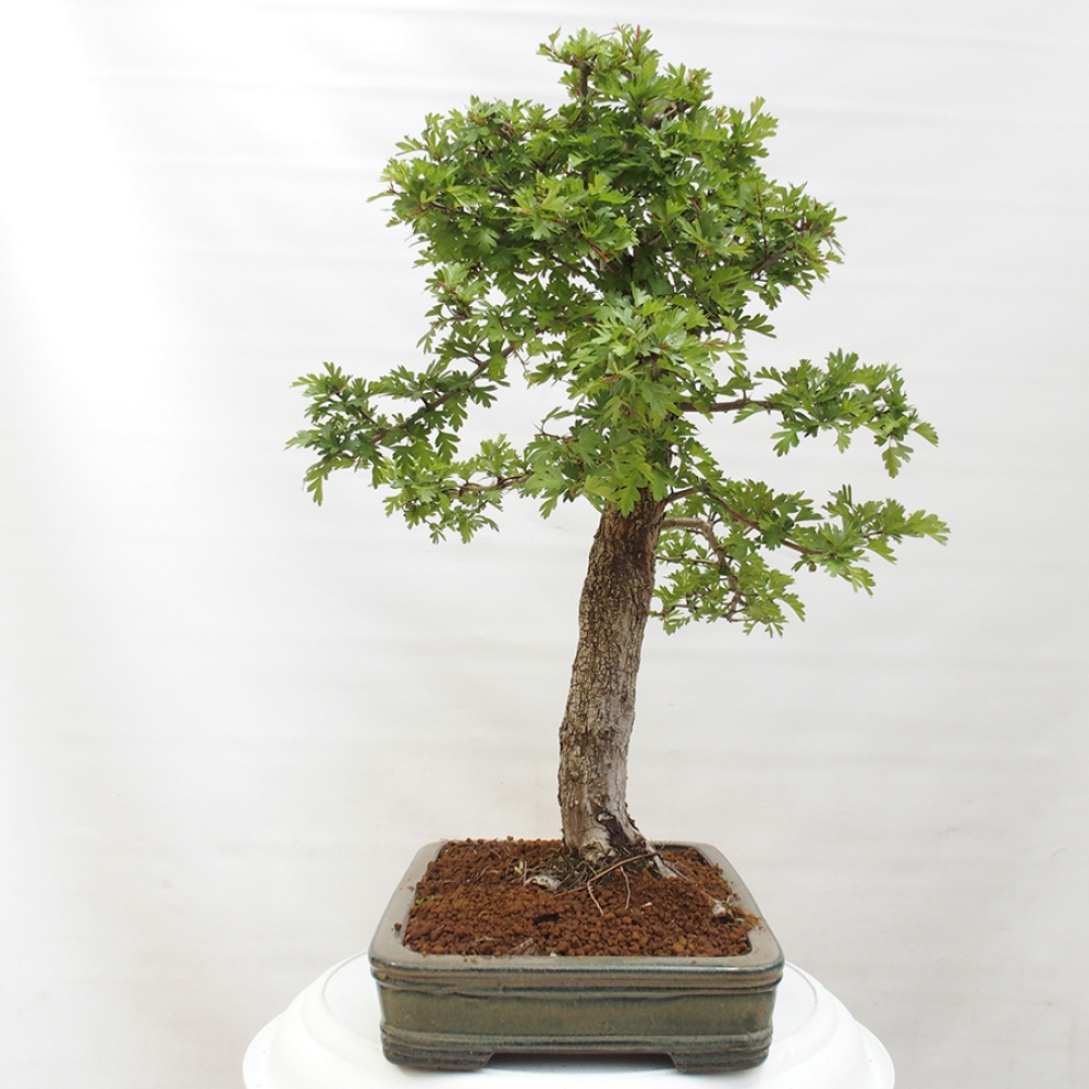 Bonsai im Freien - Weißdorn - Crataegus monogyna
