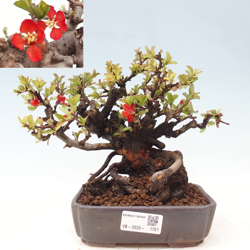 Bonsai für draußen - Chaneomeles speciosa - Quitte