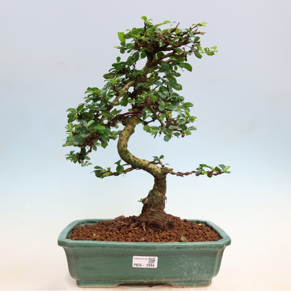 Zimmer-Bonsai - Carmona macrophylla - Tee-Fuki