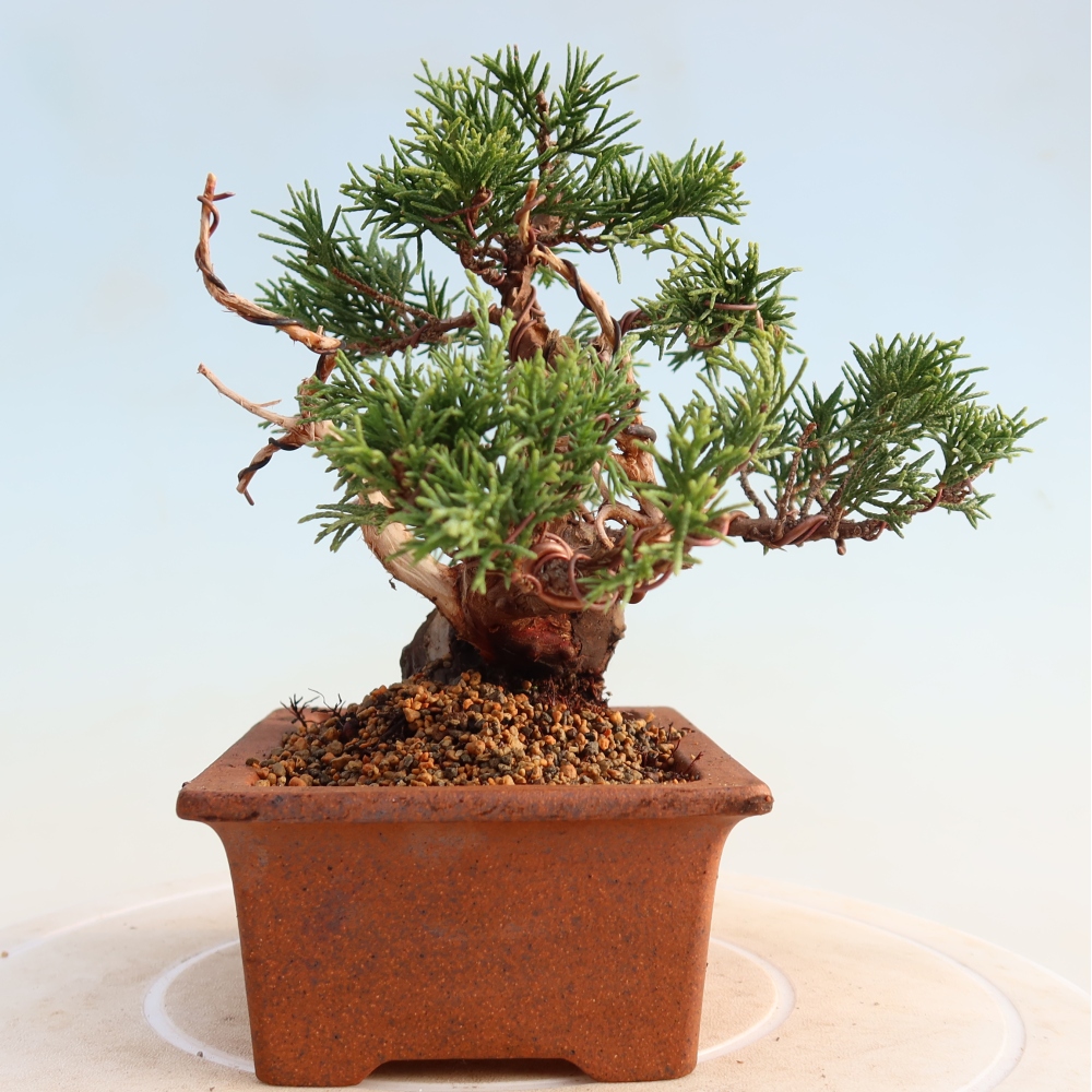 Outdoor bonsai - Juniperus chinensis Itoigawa - Chinese juniper