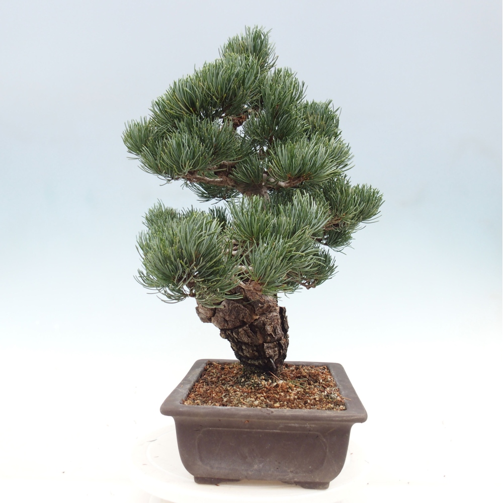Bonsai im Freien - Pinus parviflora - kleine Kiefer
