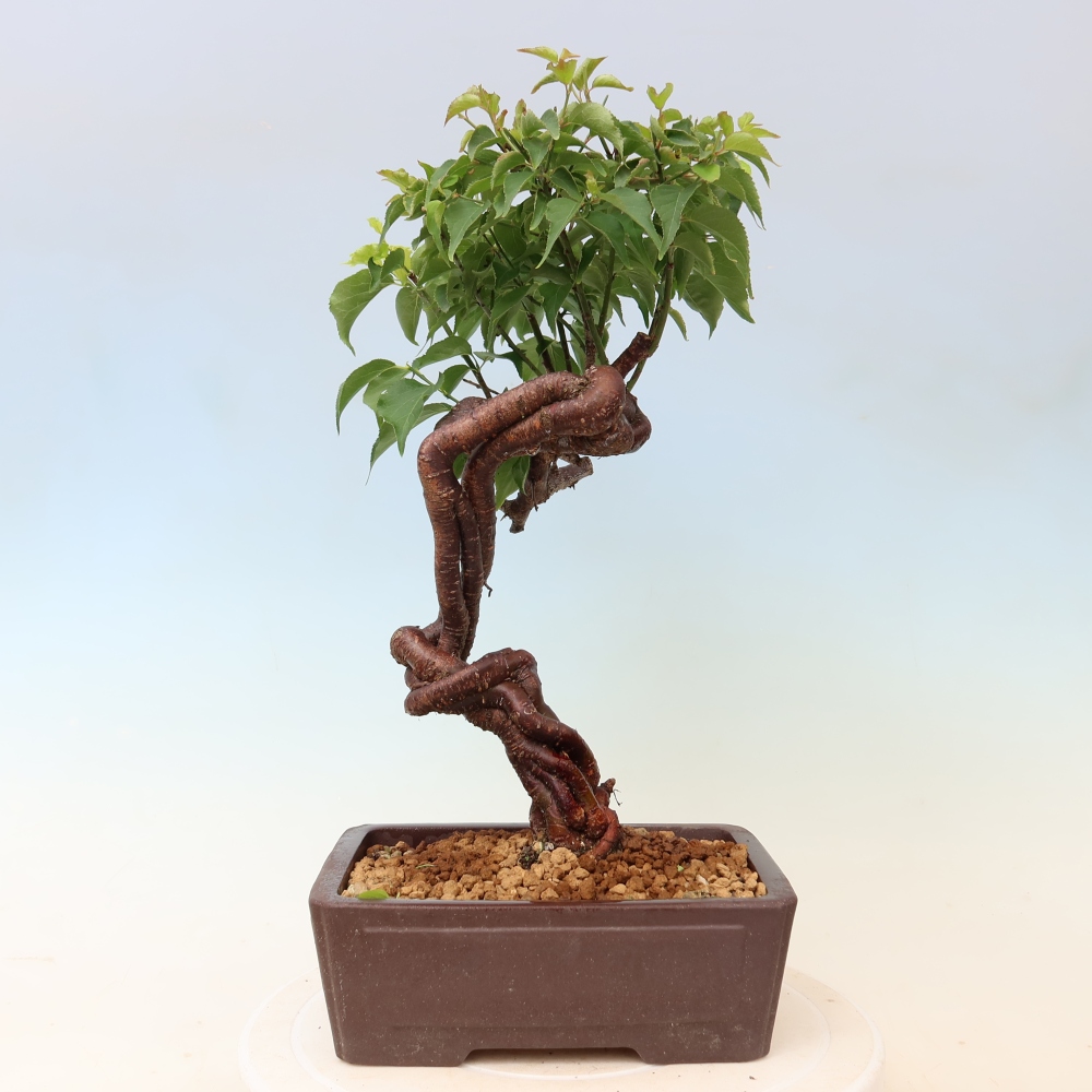 Bonsai für den Außenbereich – Japanischer Aprikosenbaum – Prunus Mume