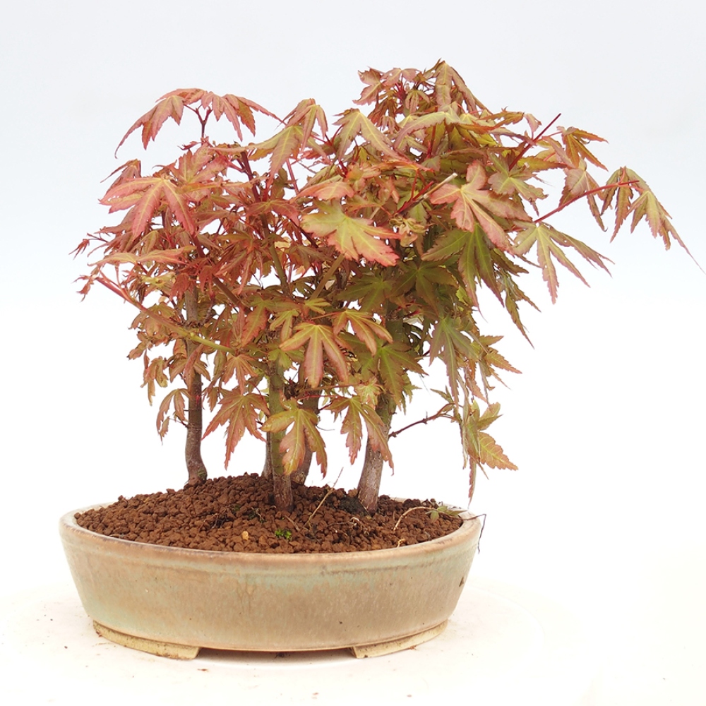Bonsai im Freien - Acer palmatum - Auburn Ahorn
