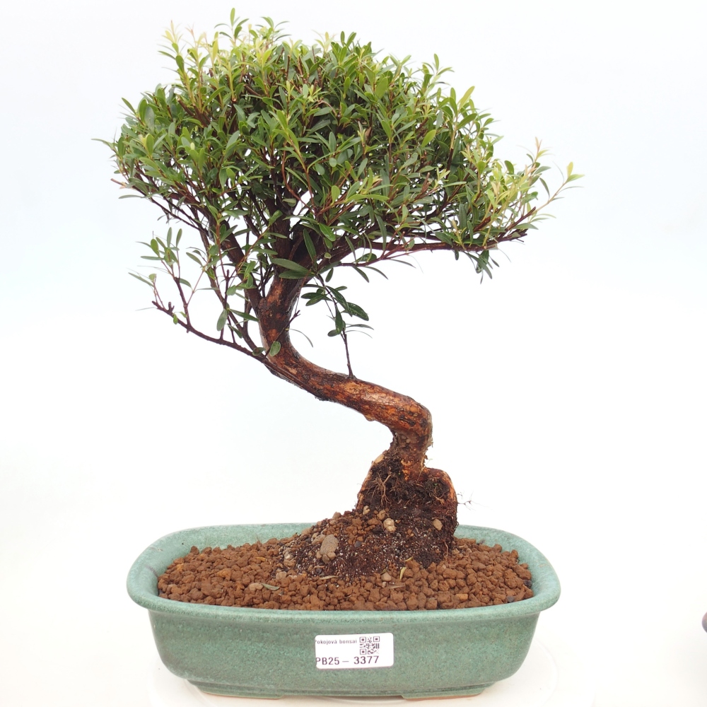 Zimmer Bonsai - Syzygium - Piment