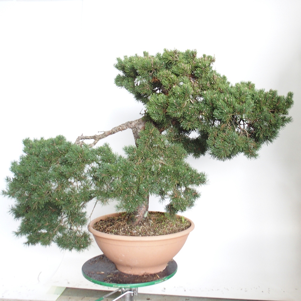 Yamadori - Pinus sylvestris Spanien