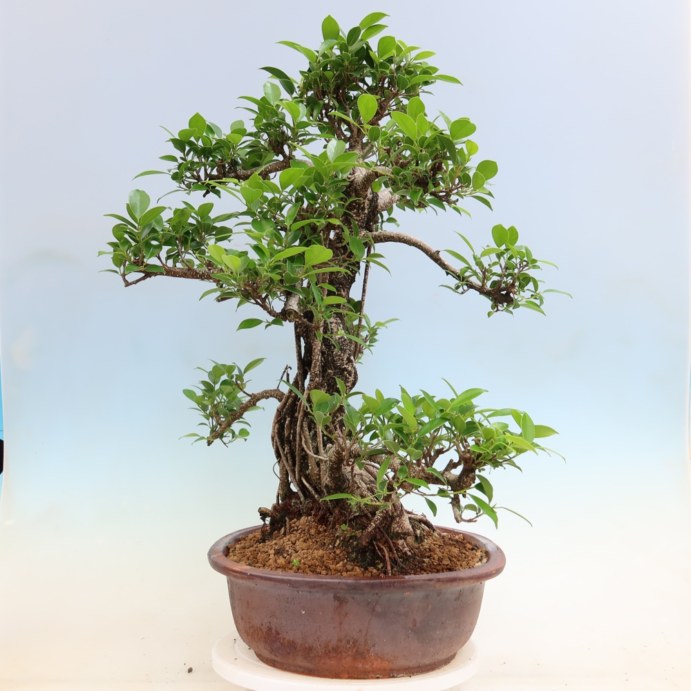 Zimmerbonsai - Ficus kimmen - Kleinblättriger Ficus
