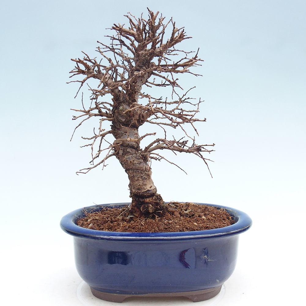 Bonsai für draußen - Zelkova - Zelkova NIRE