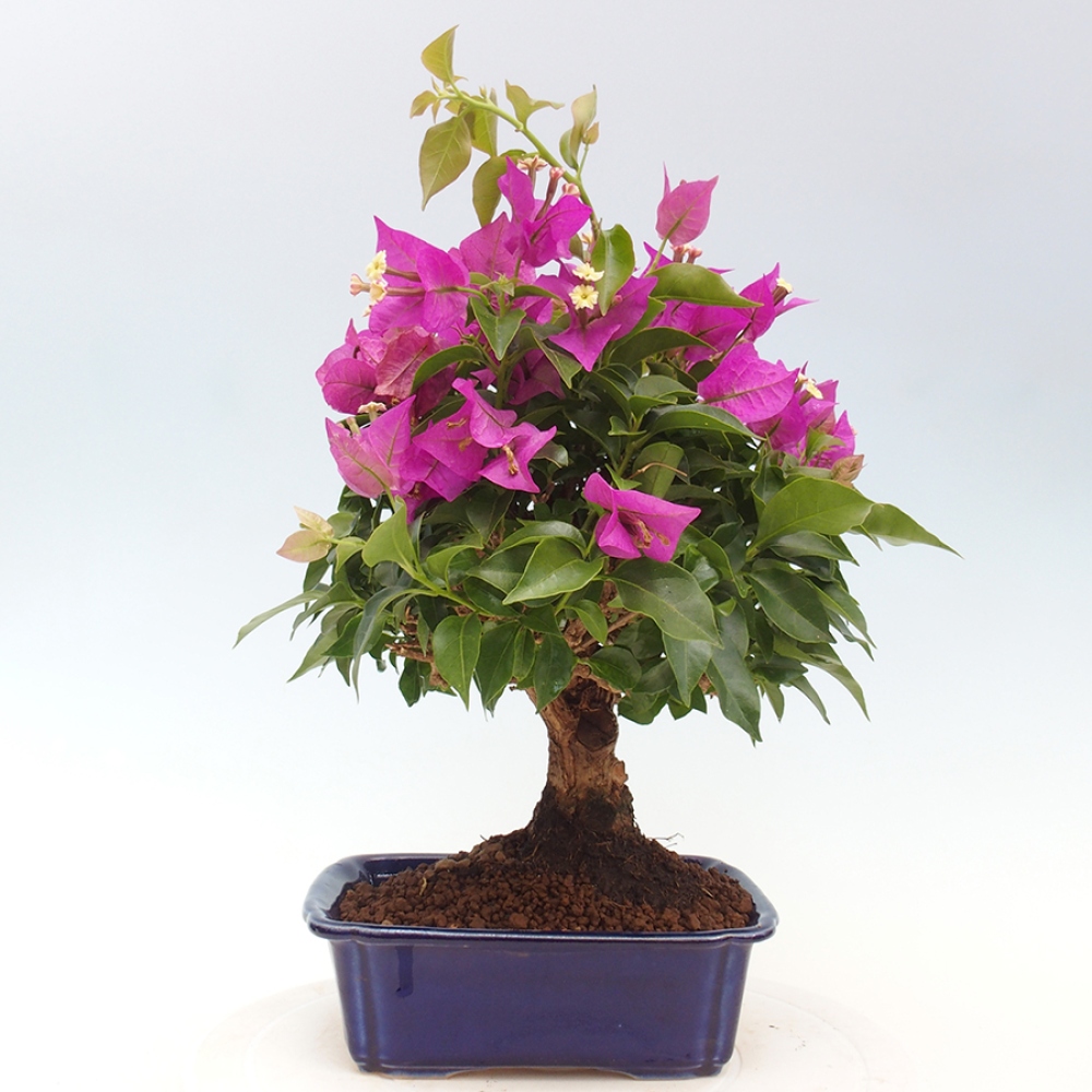 Indoor Bonsai - Bouganwilea