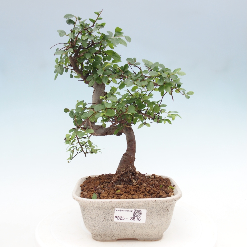 Zimmerbonsai - Ulmus parvifolia - Kleinblättrige Ulme