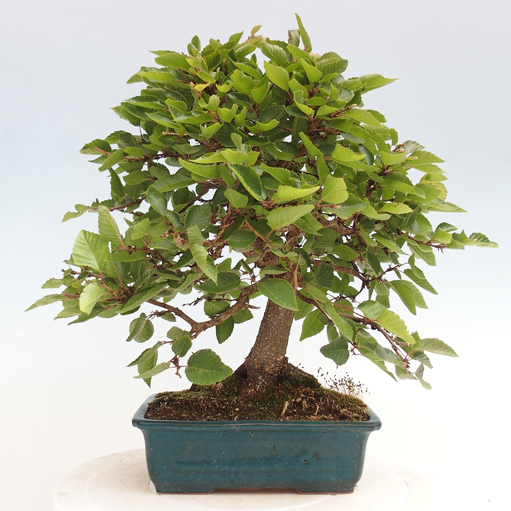 Bonsai im Freien - Carpinus Coreana - Koreanische Hainbuche