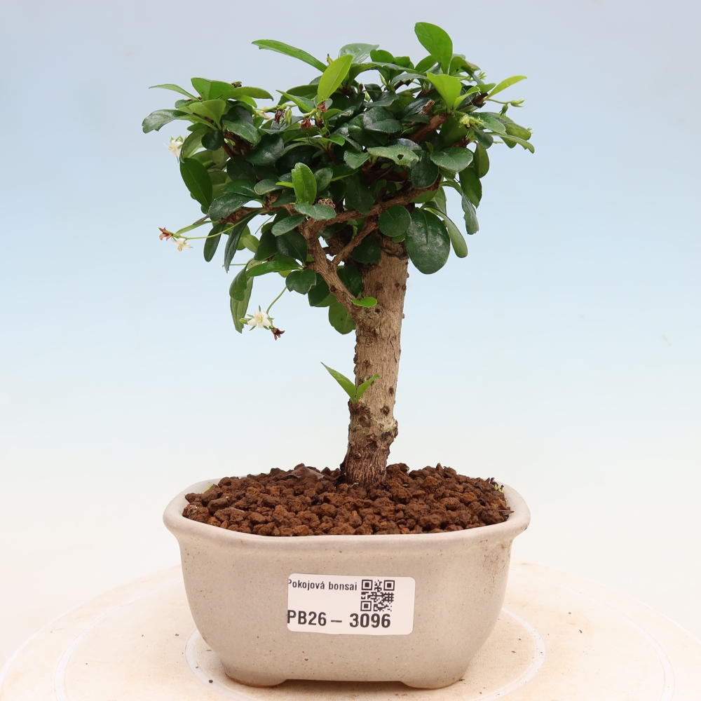 Zimmer-Bonsai - Carmona macrophylla - Tee-Fuki
