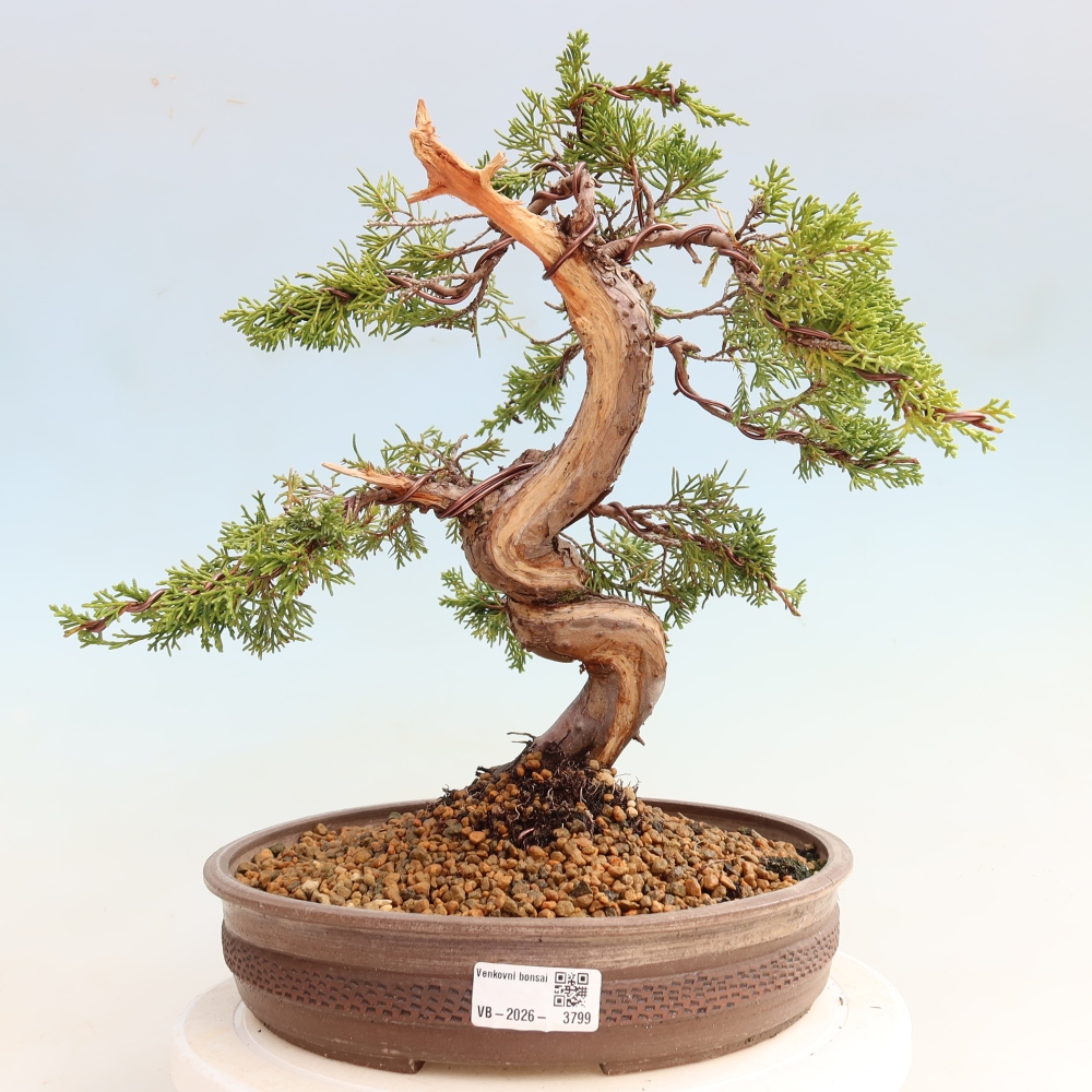 Bonsai für draußen - Juniperus chinensis Itoigawa-Juniperus chinensis
