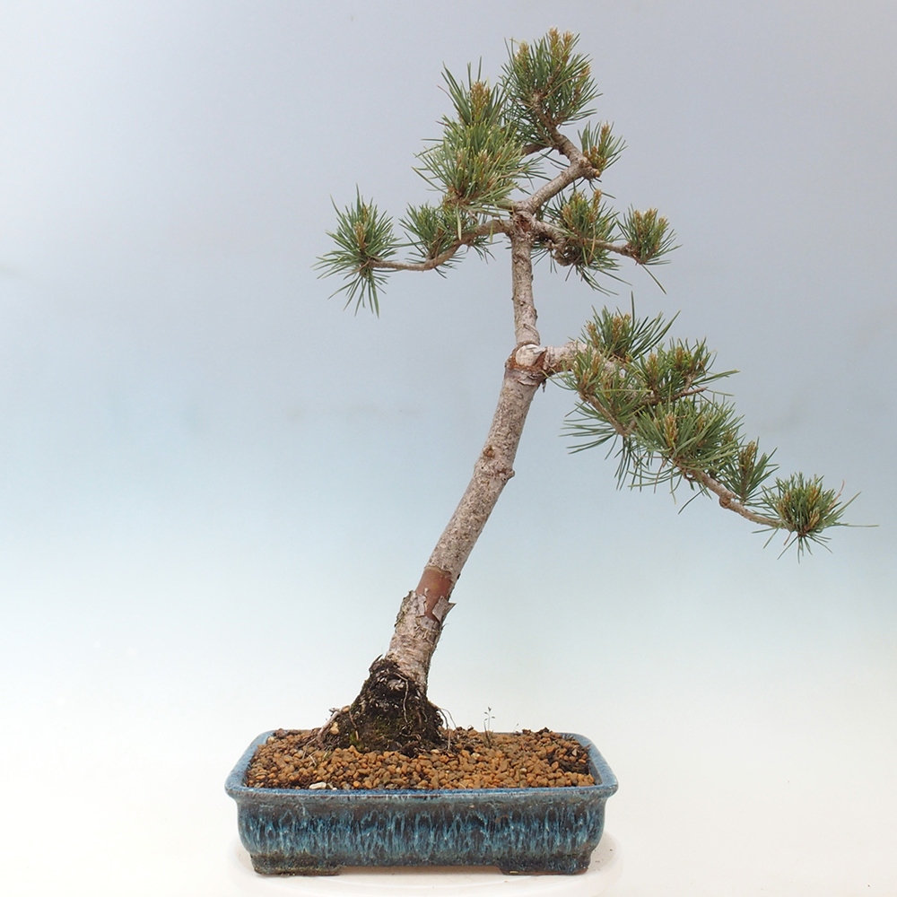 Bonsai im Freien - Pinus Sylvestris - Waldkiefer