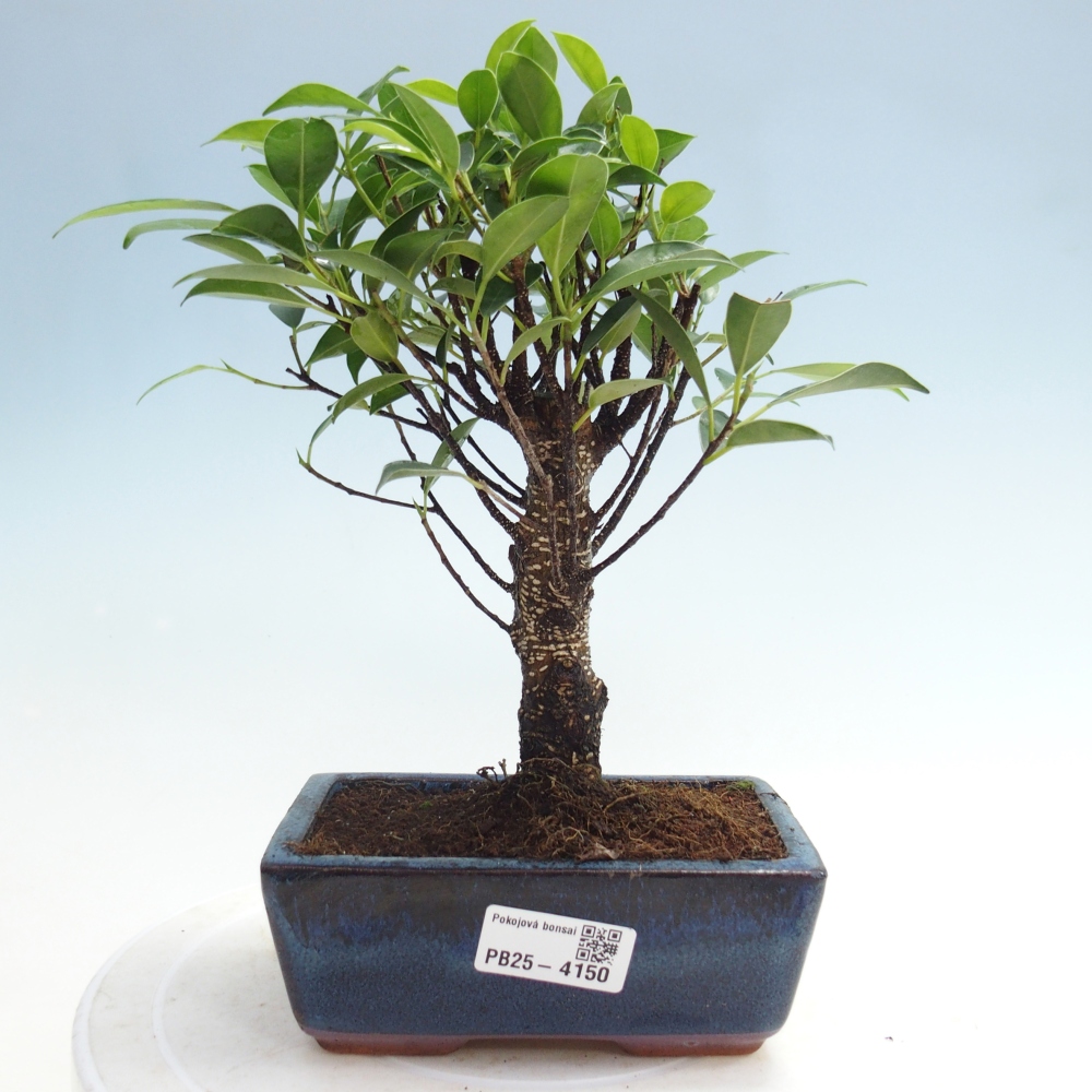 Zimmerbonsai - Ficus retusa - Kleinblättriger Ficus