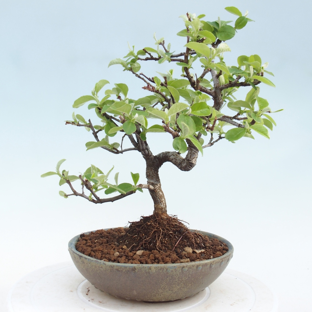 Bonsai für draußen - Chaneomeles chinensis