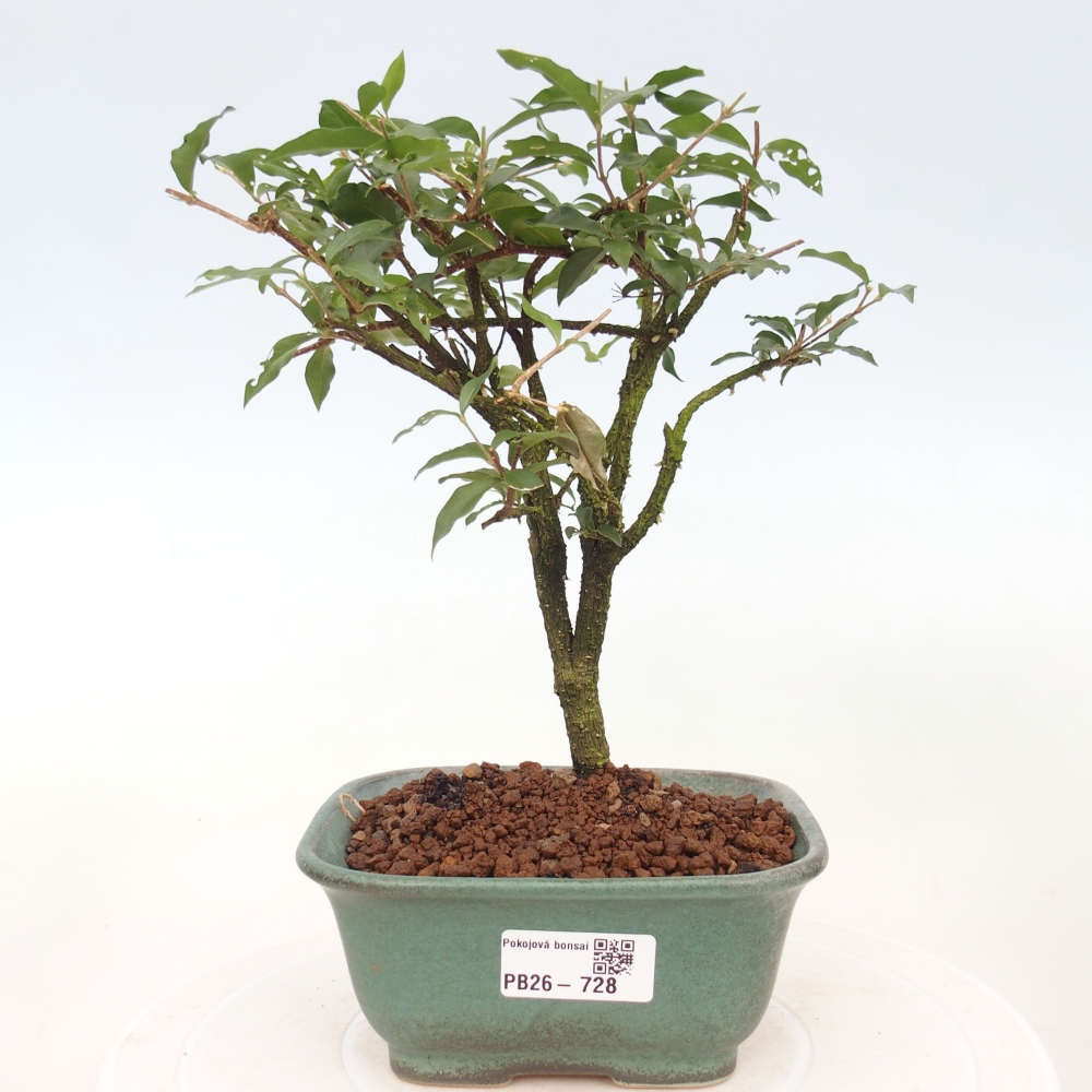 Zimmer Bonsai - Malpighia coccigera- Barbdor Kirsche
