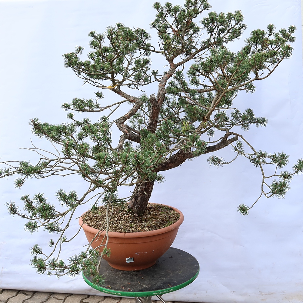 Pinus sylvestris Spanien – Waldkiefer