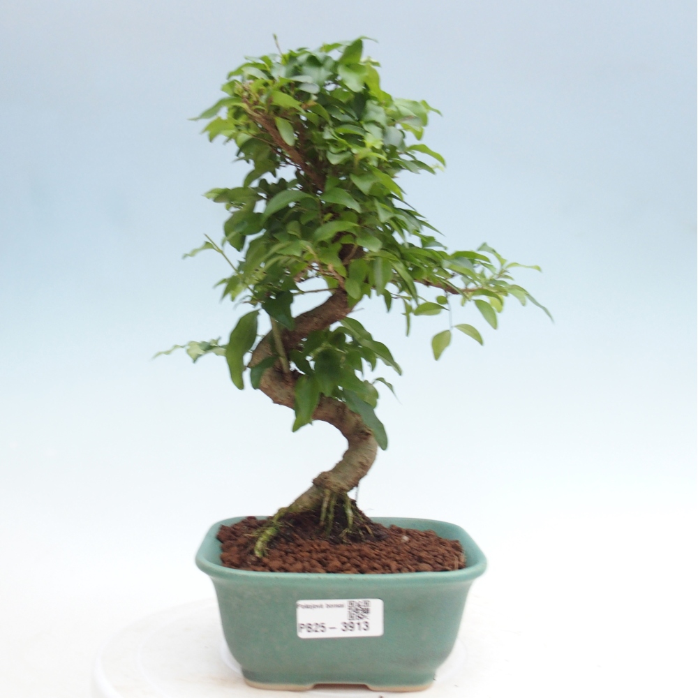 Zimmer Bonsai -Ligustrum chinensis - Vogelschnabel