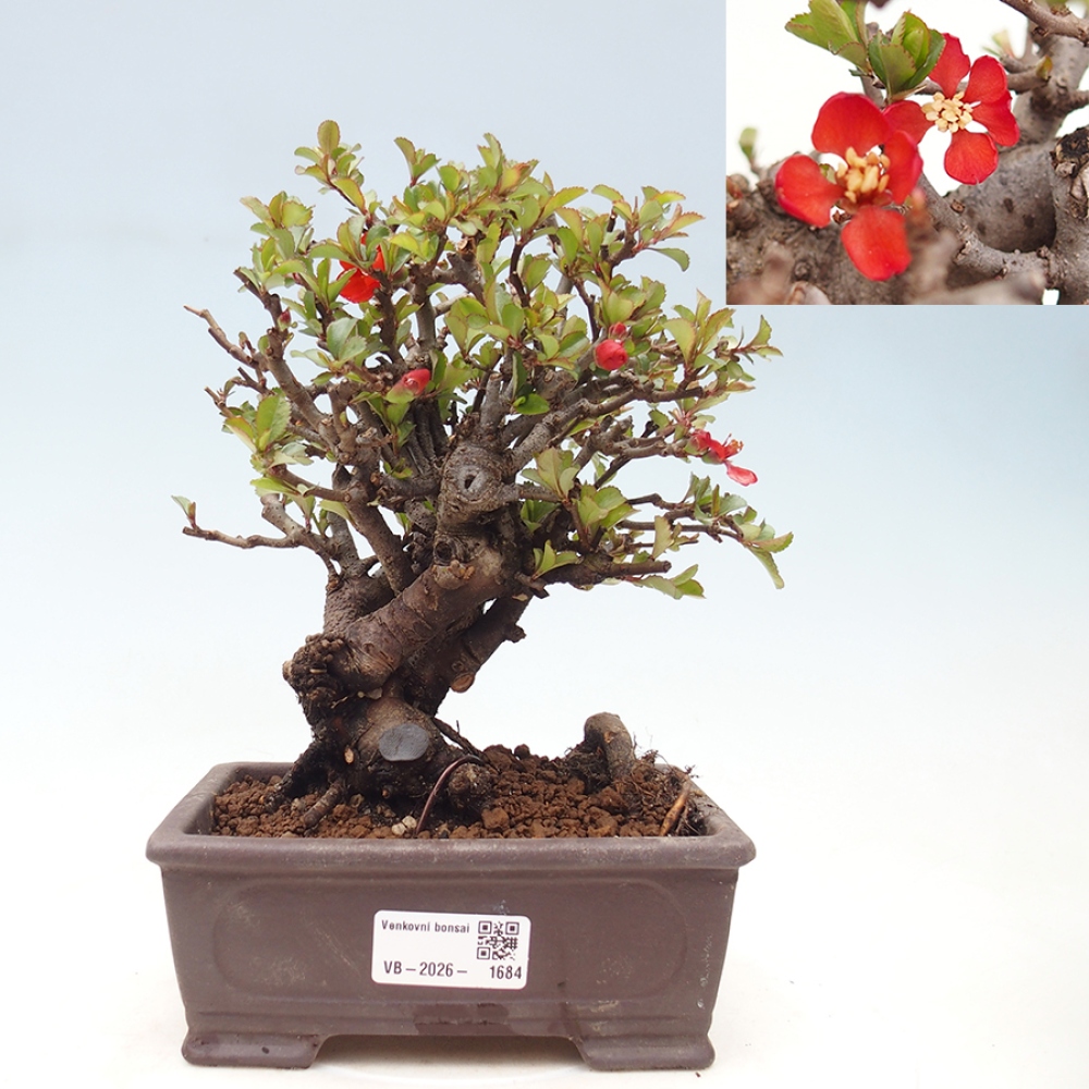Bonsai für draußen - Chaneomeles speciosa - Quitte