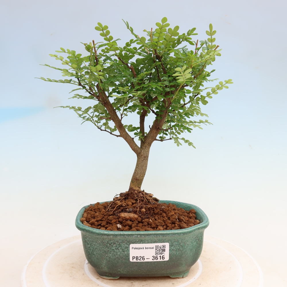 Zimmer Bonsai - Zantoxylum piperitum - Pfefferbaum