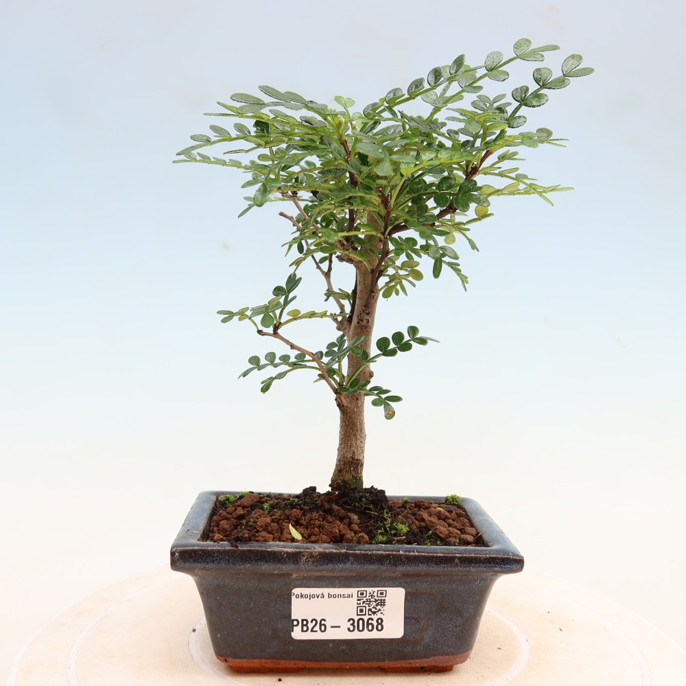 Zimmer Bonsai - Zantoxylum piperitum - Pfefferbaum
