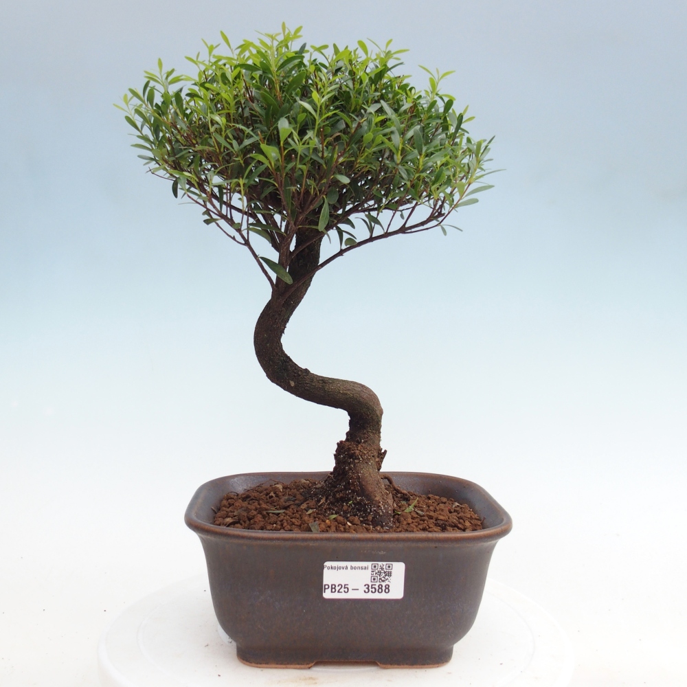 Zimmer Bonsai - Syzygium - Piment