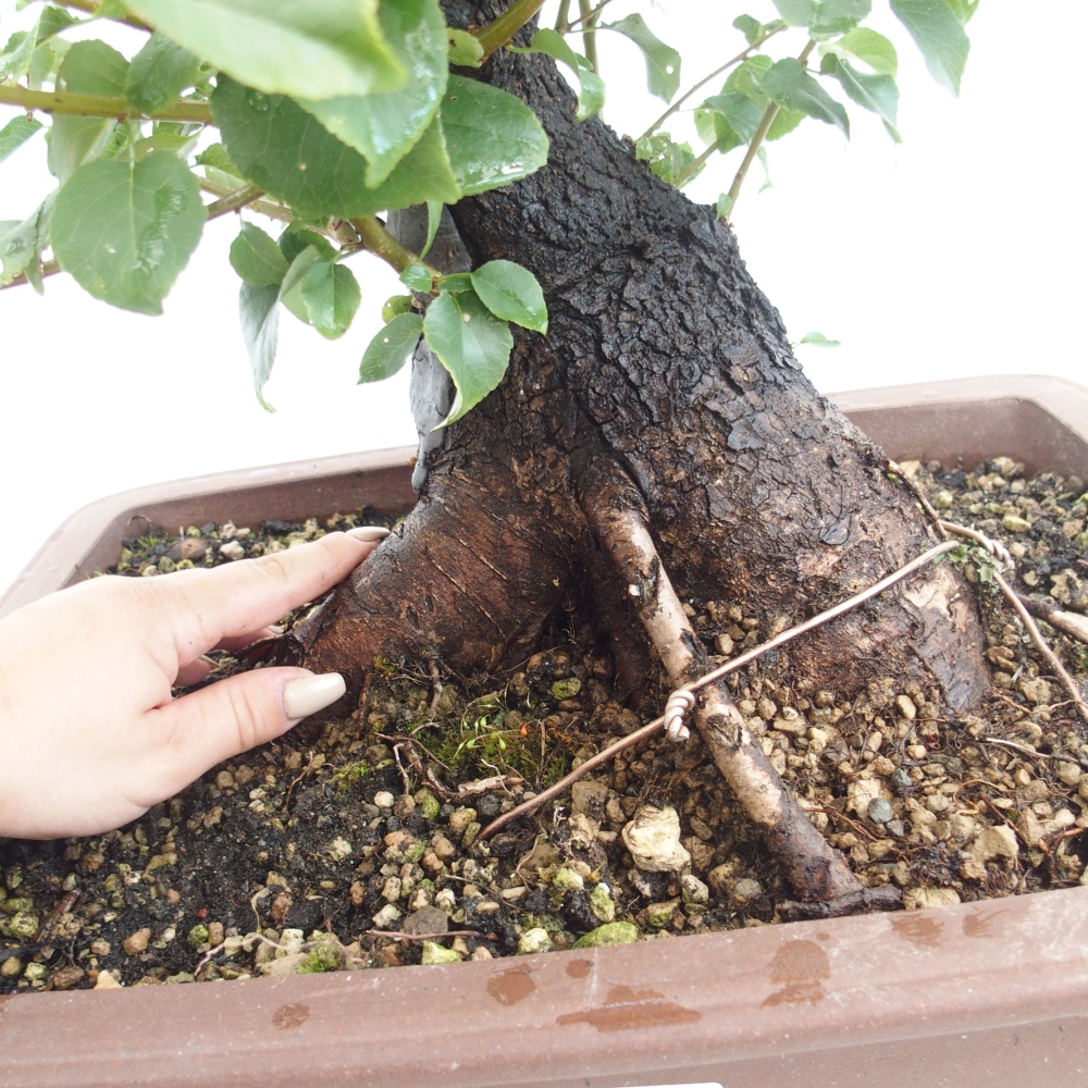 Bonsai im Freien - Mahalebka - Prunus mahaleb
