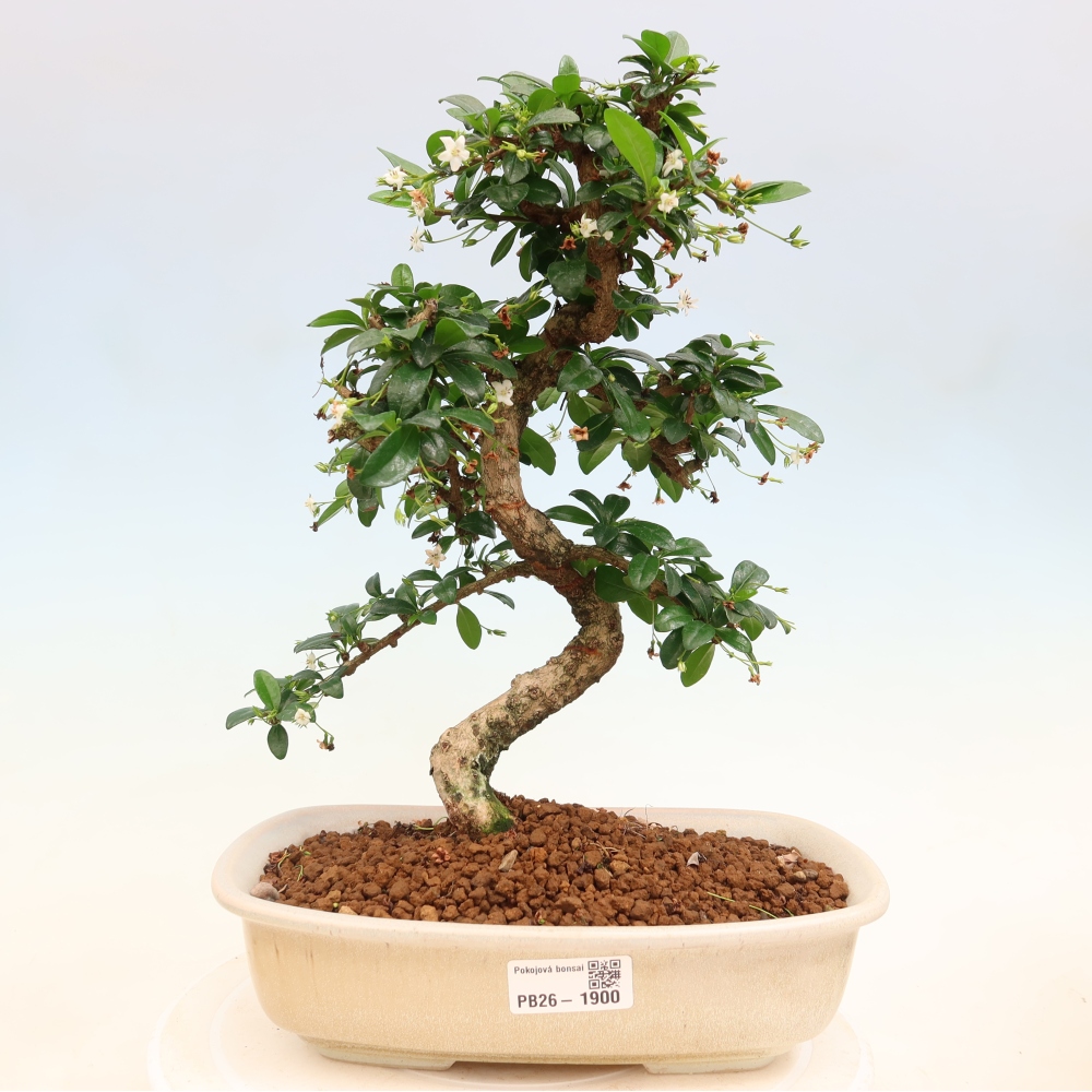 Zimmer-Bonsai - Carmona macrophylla - Tee-Fuki
