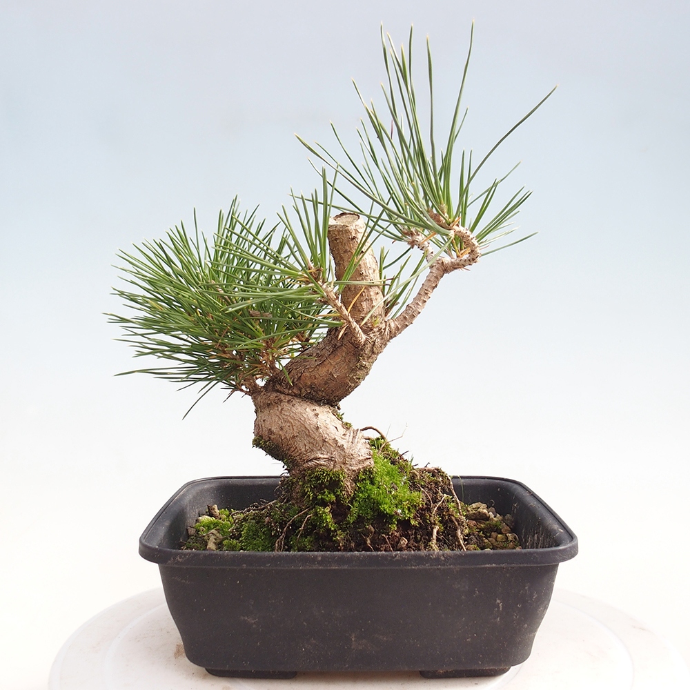 Bonsai für draußen - Pinus thunbergii - Thunberg-Kiefer