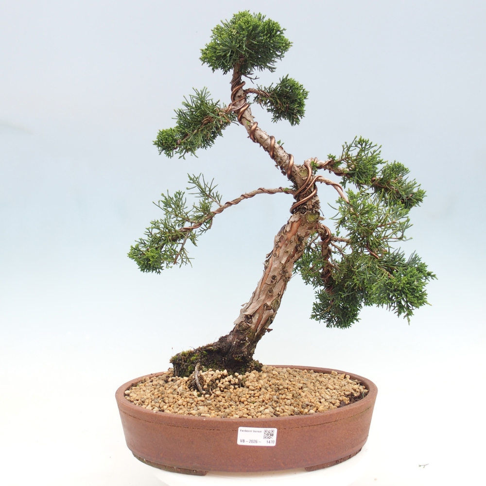 Bonsai für draußen - Juniperus chinensis Kishu
