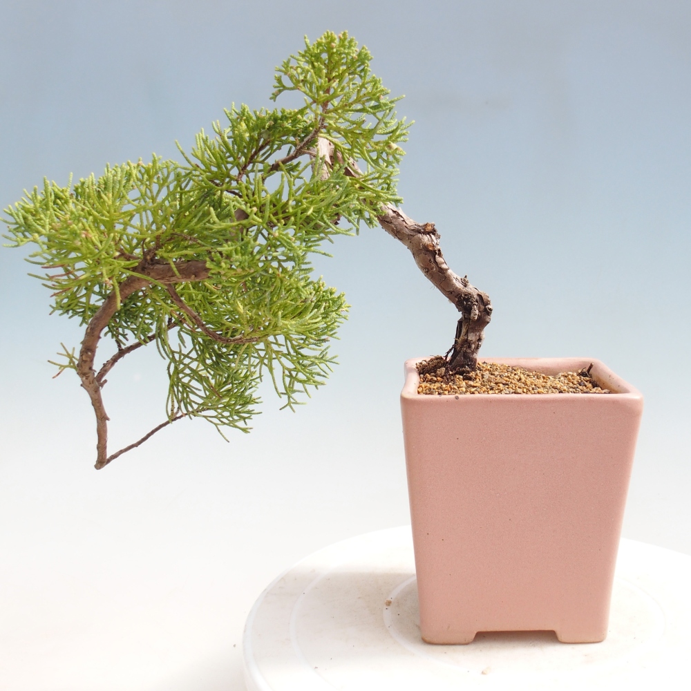 Bonsai für draußen - Juniperus chinensis Kishu