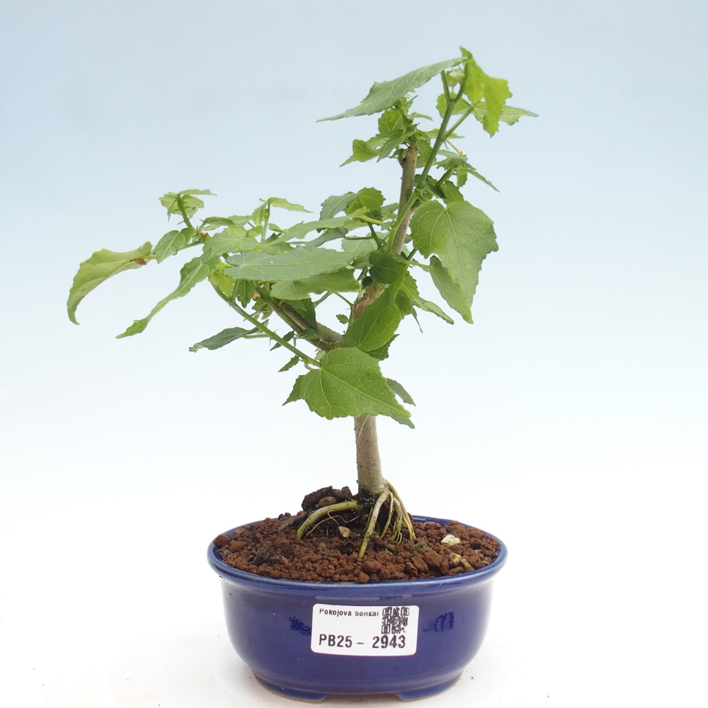 Zimmerbonsai - Malvaviscus arboreus - holziger Hibiskus