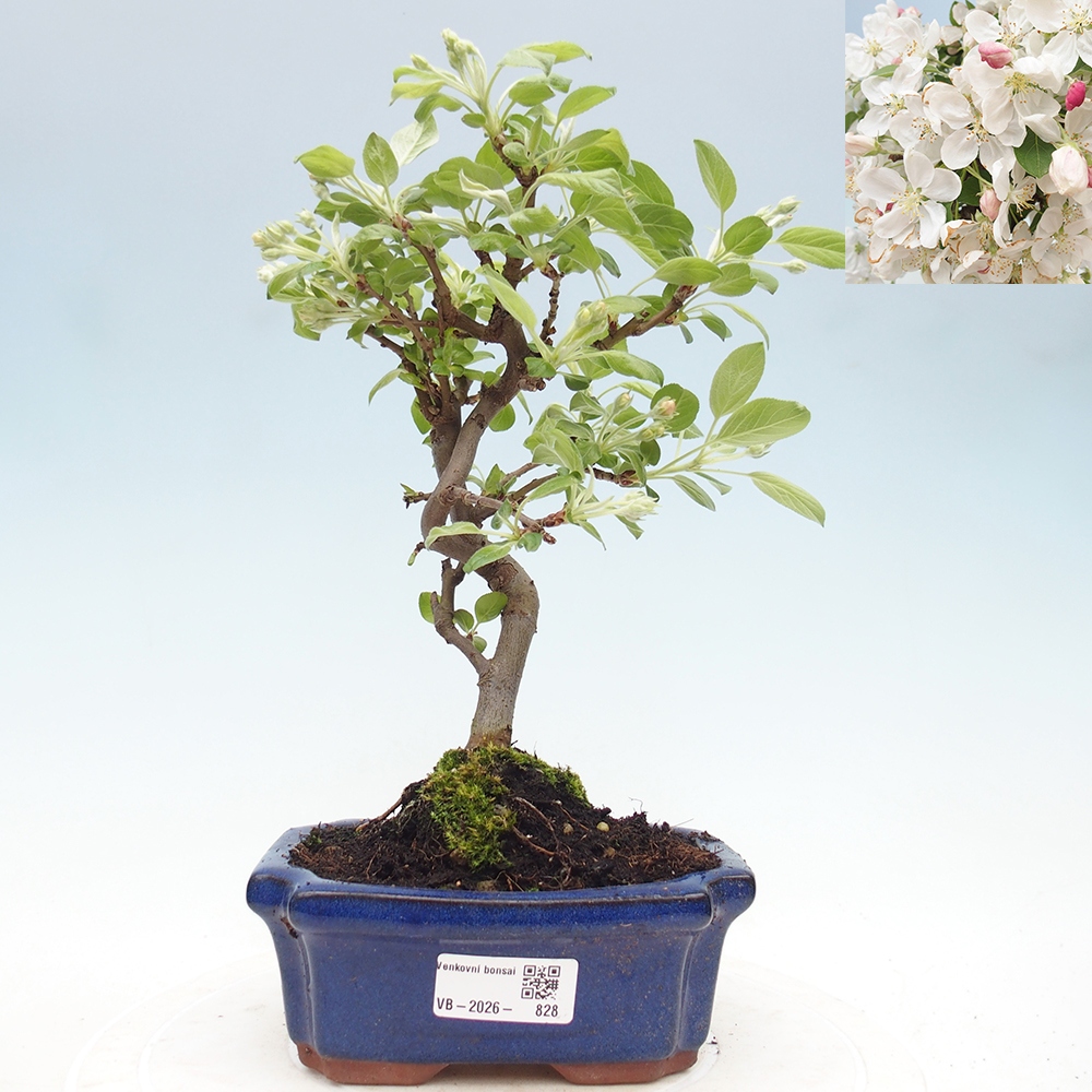 Outdoor-Bonsai -Malus halliana - Kleinfrüchtiger Apfelbaum