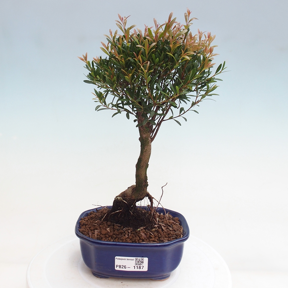 Zimmer Bonsai - Syzygium - Piment