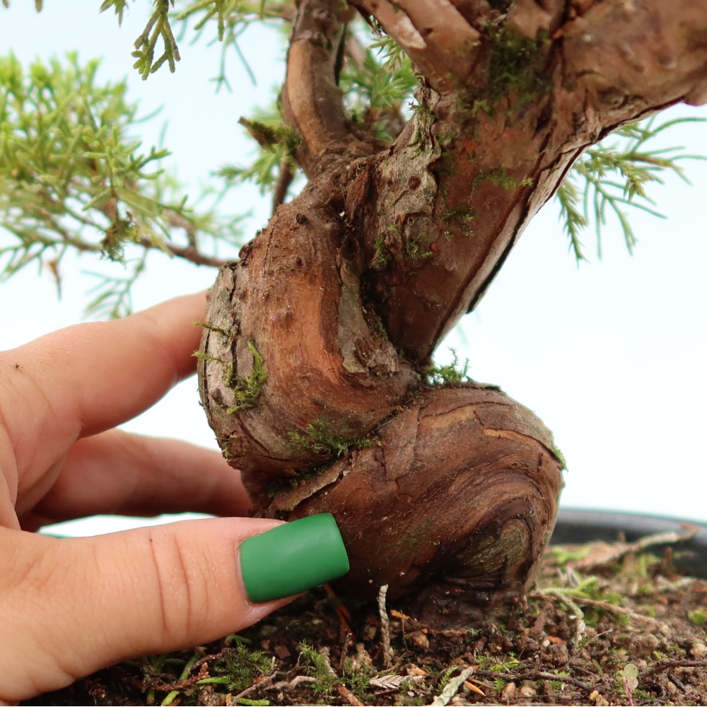Bonsai für draußen - Juniperus chinensis Itoigawa-Juniperus chinensis